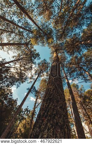 Beautifful View Of Araucaria Angustifolia Trees In Campos Do Jordao, Sao Paulo, Brazil