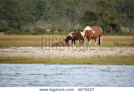 Divoké Assateague poníci