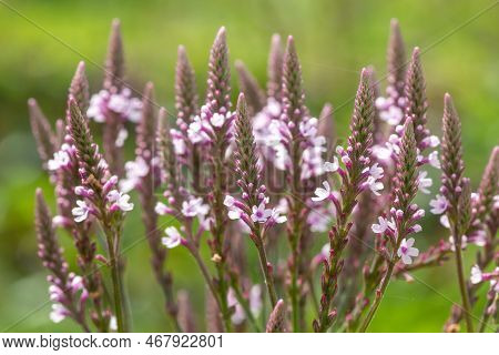 Swamp Verbena (verbena Hastata) Flowers