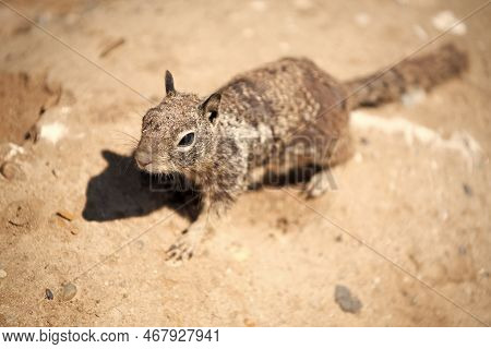 Ground Squirrel Outdoor. Gopher In Wildlife. Squirrel Rodent. Wild Fluffy Animal Closeup.