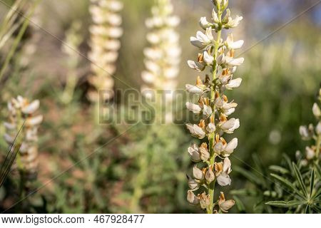Harlequin Lupine Flowers Bloom In Zion National Park In Summer