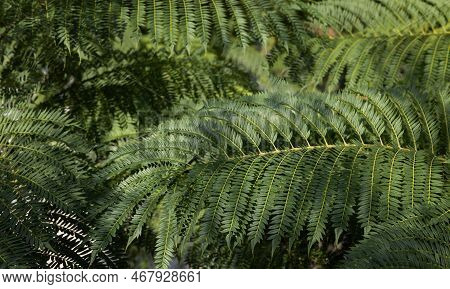 Background From The Branches Of Jacaranda Mimosifolia . Selective Focus.closeup. Wallpaper. High Qua