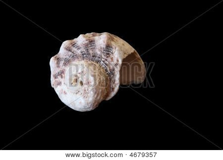 Shell en negro
