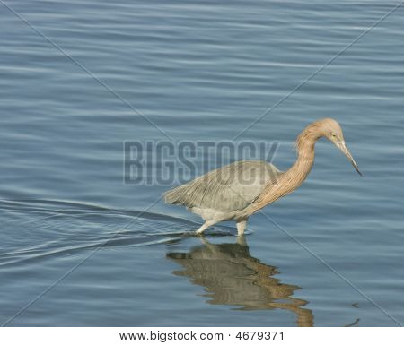 rötliche egret
