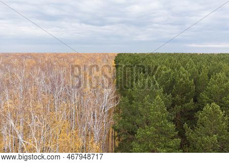 Empty Autumn Road With Bright Mixed Forest; Drone View From Above Of Evergreen Pine Trees And Golden