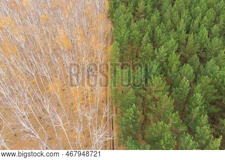 Empty Autumn Road With Bright Mixed Forest; Drone View From Above Of Evergreen Pine Trees And Golden