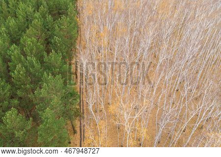 Empty Autumn Road With Bright Mixed Forest; Drone View From Above Of Evergreen Pine Trees And Golden