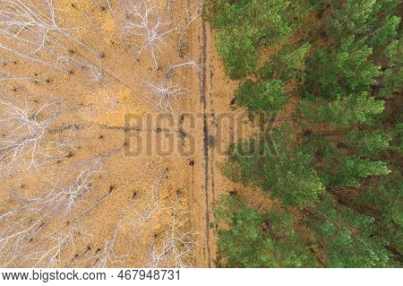 Empty Autumn Road With Bright Mixed Forest; Drone View From Above Of Evergreen Pine Trees And Golden