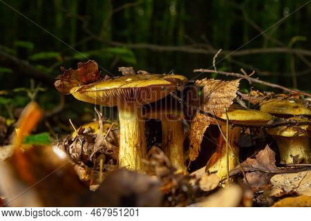 A Closeup Of Cortinarius Triumphans, In A Natural Environment Against The Background Of The Forest