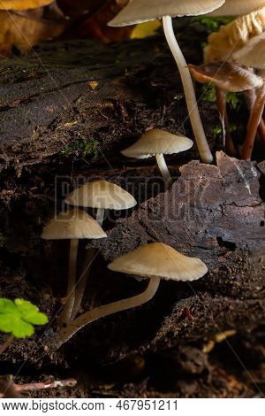 Magic Mushrooms Growing On Moss. Most Probably Mycena Galericulata