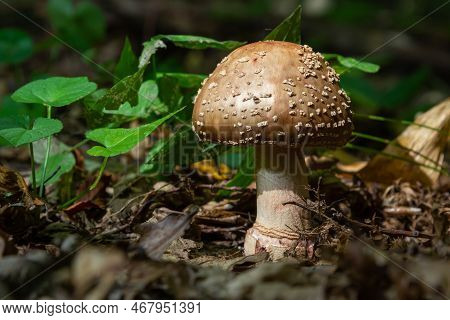 This Mushroom Is An Amanita Rubescens And It Grows In The Forest.