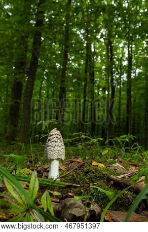 Coprinopsis Picacea Is A Species Of Fungus In The Psathyrellaceae. It Is Commonly Called Magpie Fung