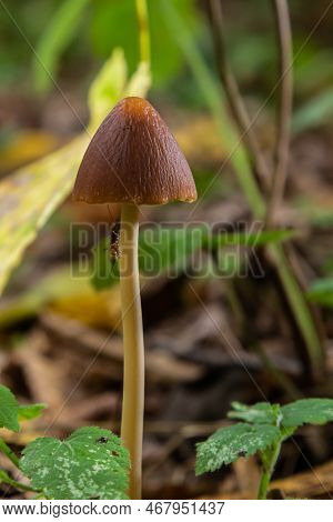 A Macro Image Close Up Of A Conecap Mushroom Or Latin Name Genus Conocybe Surrounded By Grass.