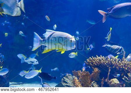 Fishes And Corals Inside A Big Blue Aquarium Tank.