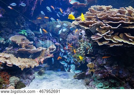 Fishes And Corals Inside A Big Blue Aquarium Tank.