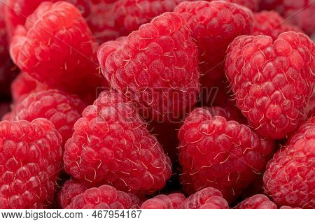 Fresh And Sweet Raspberries Background. Fresh Organic Ripe Raspberry. Bunch Of Red Pink Raspberries.