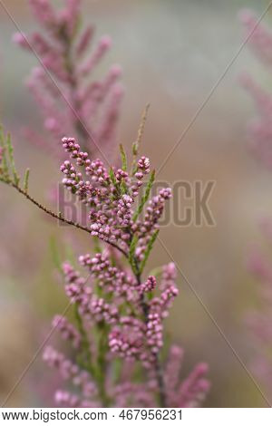 Salt Cedar Branch With Pink Flowers In The Spring