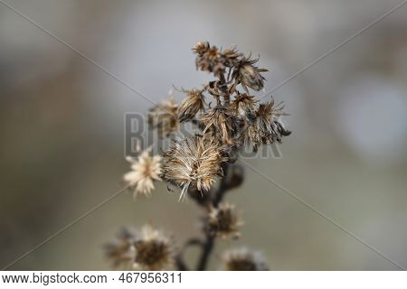 Sticky Aster Deed Heads In The Garden