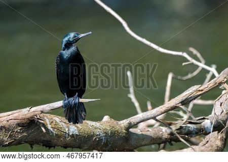 Indian Cormorant Or Phalacrocorax Fuscicollis Perches On A Tree