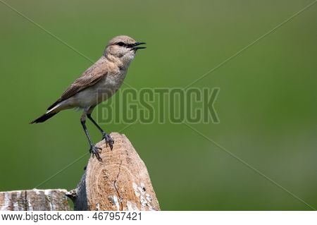 Isabelline Wheatear Or Oenanthe Isabellina In Wild