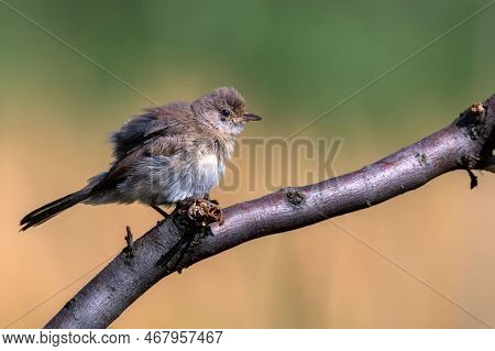 Juvenile Menetriess Warbler Or Curruca Mystacea On A Tree