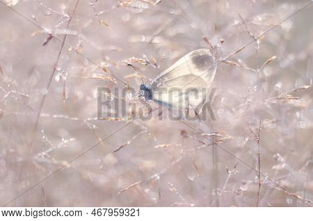 Macro Butterfly Leptidea Sinapis  On Field Grass