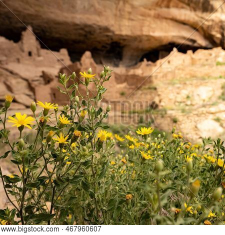 New Mexico Sunflower Blossoms Grow Below Cliff Dwelling In Mesa Verde