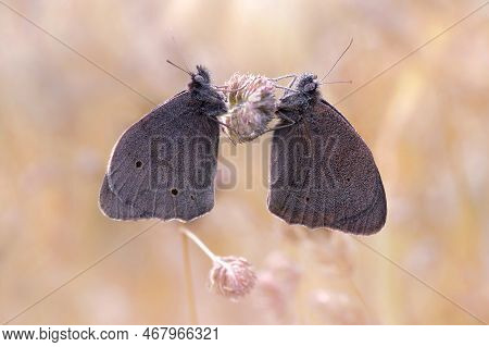 Butterflies Aphantopus Hyperantus In Dew Drops On A Meadow Grass