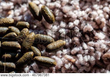 Rodent Guinea Pig Granular Poop Pellets On Residential Carpet.