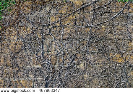 Climbing Fig Or Creeping Fig (ficus Pumila) The Ivy Plants Are Creeping Up On Concrete Wall In Garde