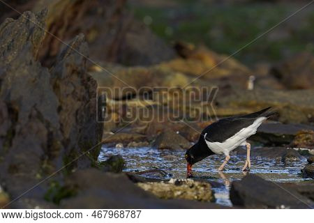Magellanic Oystercatcher (haematopus Leucopodus) Searching For Food Along The Coast Of Carcass Islan