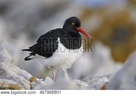Magellanic Oystercatcher (haematopus Leucopodus) On The Coast Of Carcass Island In The Falkland Isla