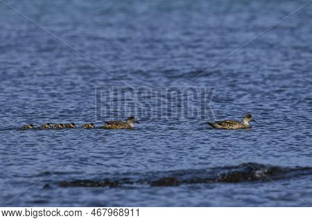 Crested Duck (lophonetta Specularioides Specularioides) With Recently Hatched Chicks Swimming Along 