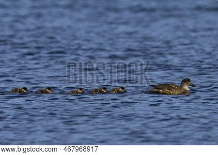 Crested Duck (lophonetta Specularioides Specularioides) With Recently Hatched Chicks Swimming Along 