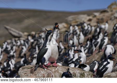 Breeding Colony Of Imperial Shag (phalacrocorax Atriceps Albiventer) On The Coast Of Carcass Island 