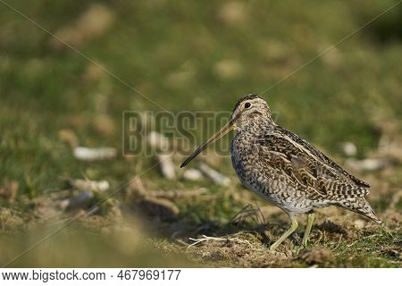Magellanic Snipe (gallinago Paraguaiae Magellanica) Looking For Food On Carcass Island In The Falkla