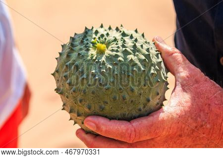 African Horned Cucumber, Kiwano. An Annual Vine In The Cucumber And Melon Family, Traditional Food P