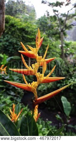 Yellow Orange Heliconia Psittacorum Flower Blooming Like His Nickname Bird Paradise.