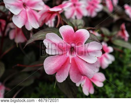 Beautiful Sunpatien Impatient Pink Flower Blooming At The Garden.