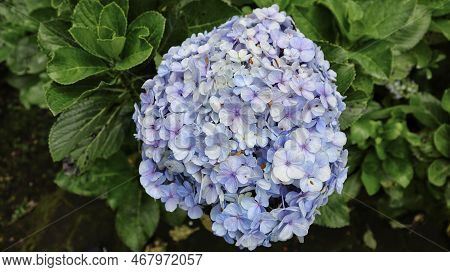 French Hydrangea Or Hydrangea Macrophylla Or Nikko Blue Blooming In The Garden.