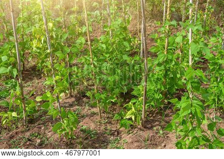 Bean Bushes Growing Near A Pole In An Open Field Plantation.