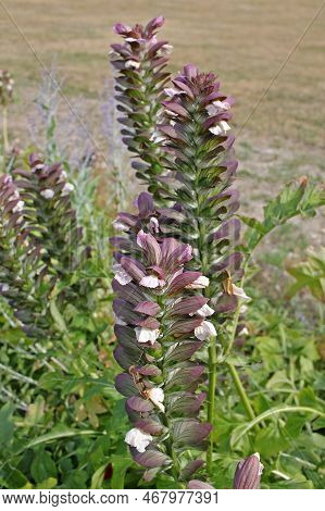 Acanthus. Common Name Bear's Breeches. This Flowering Plant Is Nectar Producing And Is Susceptible T