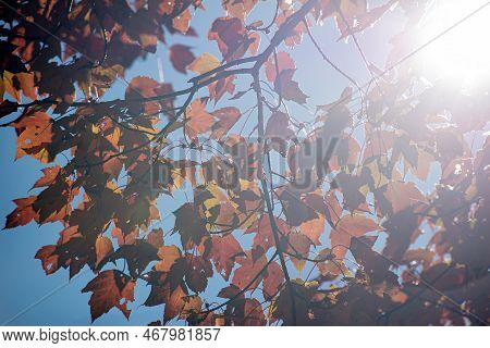 Autumnal Park. Autumn Trees And Leaves. Fall