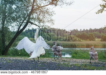White Graceful Swan Stand With Back On Ground Near Lake And Flap Wings. Group Of White And Gray Swan