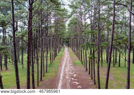 Pine Trees Grow Nice And Tidy In Lines With Equal Spaces Between Lines In The Pine Trees Forest.