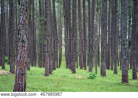 Pine Trees Grow Nice And Tidy In Lines With Equal Spaces Between Lines In The Pine Trees Forest.