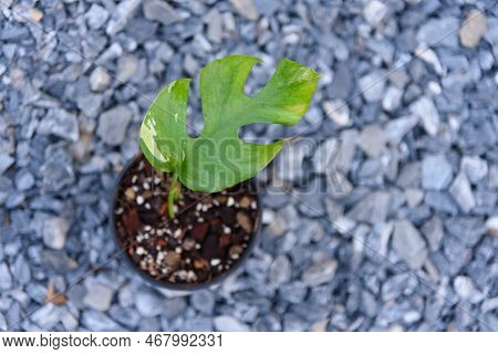 Fresh Raphidophora Tetrasperma Variegated In The Pot