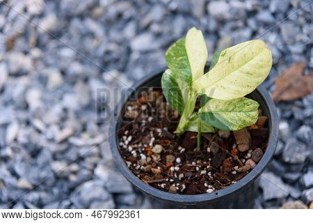 Fresh Leaf Of Rhaphidophora Puberula Variegated In The Pot