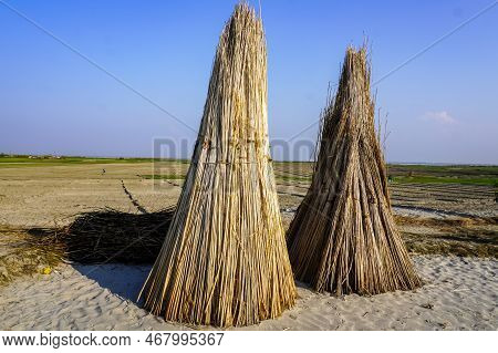 A Bounch Of Jute Stalks Laid For Sun Drying. Jute Cultivation In Bangladesh