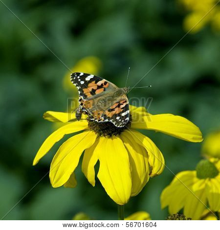 Blume, Schmetterling und Arbeiter Biene.